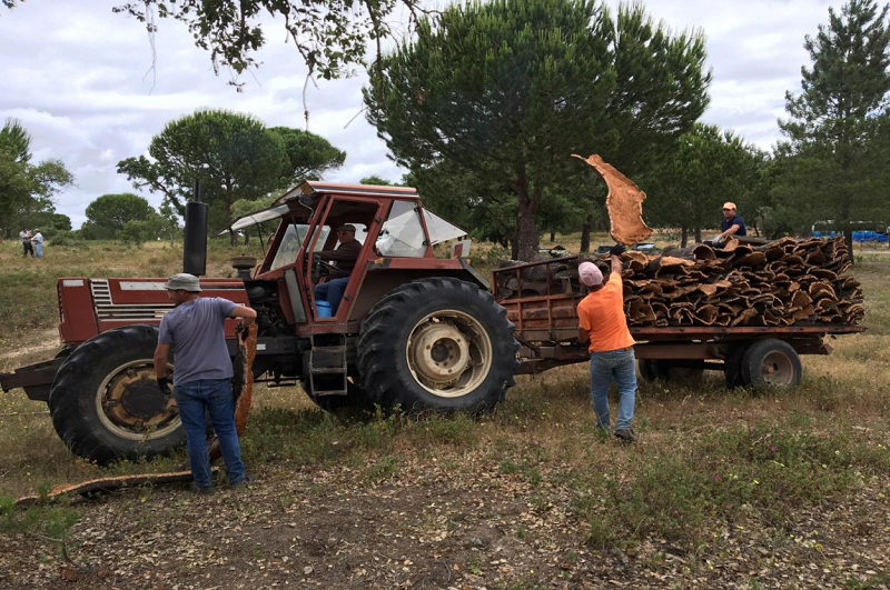 溯源軟木,環(huán)保地板的誕生 圖片12 溯源軟木,環(huán)保地板的誕生 圖片12