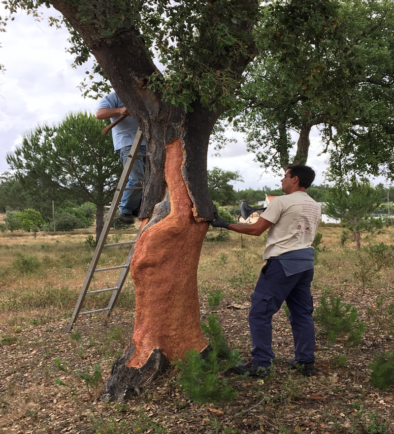 軟木走進(jìn)家居,生活體驗(yàn)全面升級(jí) 圖片5 軟木走進(jìn)家居,生活體驗(yàn)全面升級(jí) 圖片5