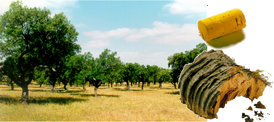 神奇植物在哪里，能上天、能入水的軟木！ 圖片16