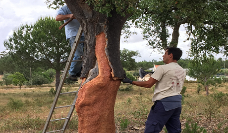 軟木走進家居，生活體驗全面升級
